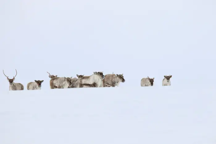 Ein flokk villrein på snøkvit vidde